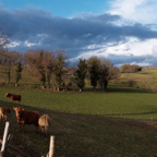Limousin-koeien-in-de-Correze.jpg